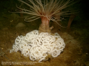 Giant nudibranch's eggs laid at the base of its food, the tube-dwelling anemone. Each dot is an egg. © Jackie Hildering