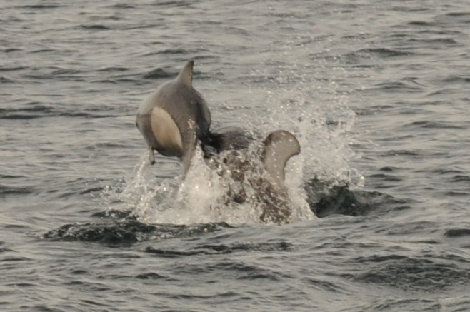 Dall's porpoise calf hit from below by Pacific white-sided dolphin. 