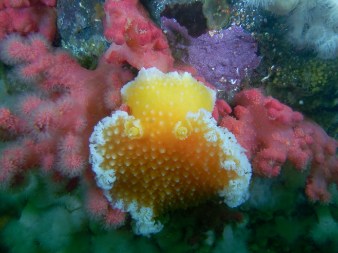 Sea slug amidst red soft coral. 