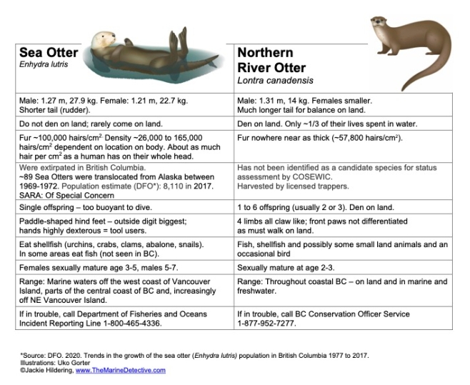 Sea Otter vs. River Otter