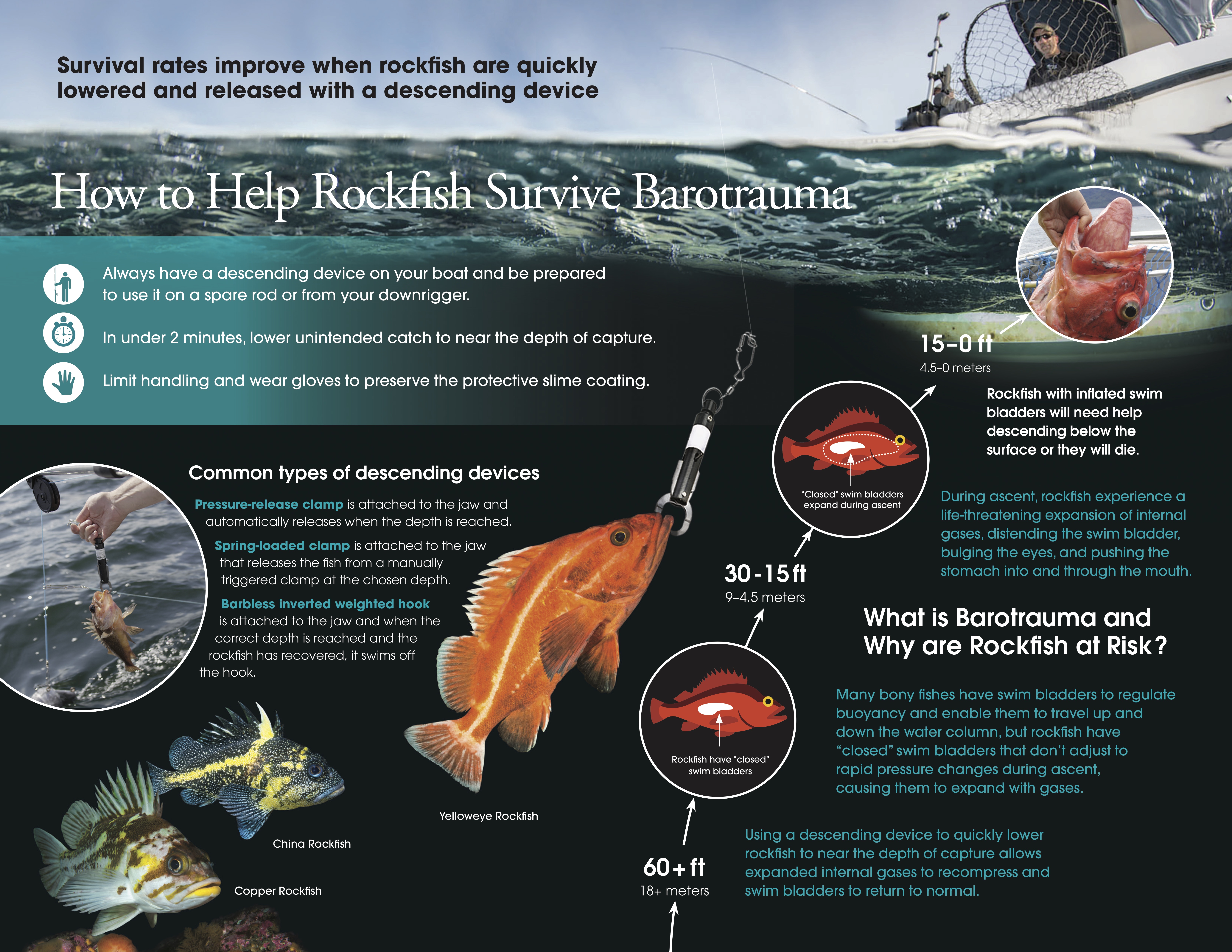 Rockfish Barotrauma  The Marine Detective