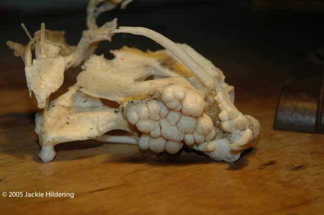 The upper jaw of a wolf-eel. Impenetrable to even urchin spines! © 2005 Jackie Hildering
