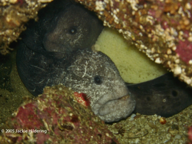 Mr and Mrs Wolf-Eel tending their egg mass © 2005 Jackie Hildering-