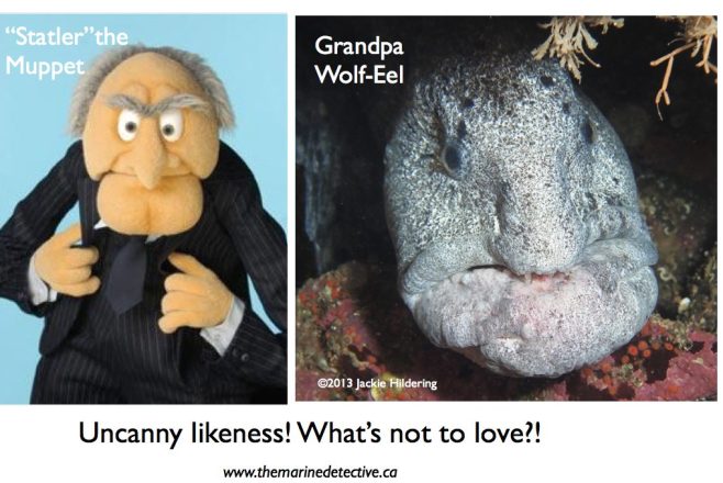 Statler the Muppet is cute and loveable. Ergo - so are wolf-eels. Case closed!!