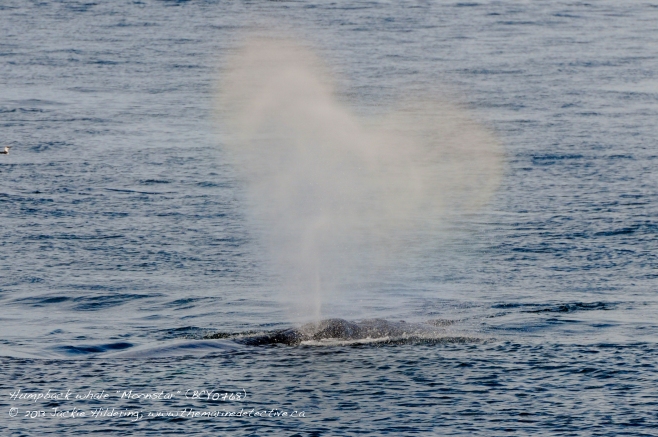 5-year-old humpback whale "Moonstar" (BCY0768) with heart-shaped blow. Threatened population © 2013 Jackie Hildering