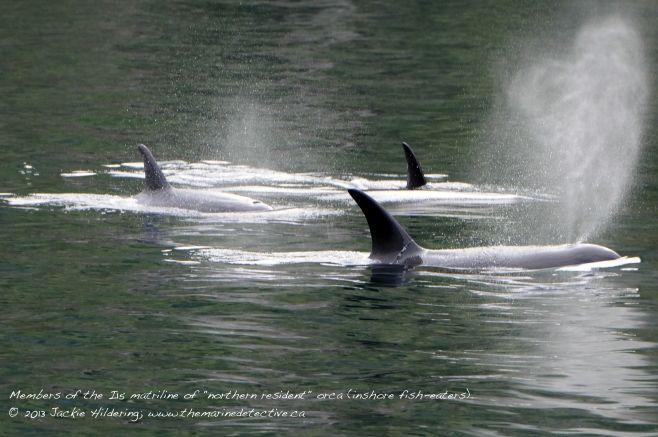 Member of the I15 matriline of "northern resident" (inshore fish-eating) orca with heart-shaped blow. Threatened population. © 2013 Jackie Hildering