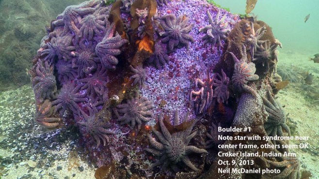 Click to enlarge. Photo and descriptor - Neil McDaniel; www.seastarsofthepacificnorthwest.info 