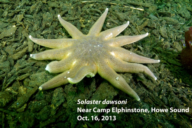 Morning sun star with lesions indicating the onset of sea star wasting syndrome. Photo and descriptor - Neil McDaniel; www.seastarsofthepacificnorthwest.info Click to enlarge.