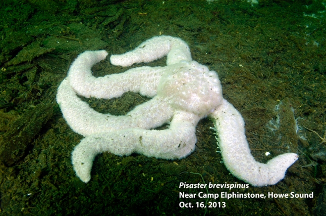 Giant pink star with sea star wasting syndrome. Photo and descriptor - Neil McDaniel; www.seastarsofthepacificnorthwest.info Click to enlarge.