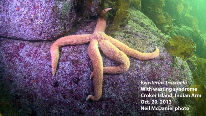 Mottled star with sea star wasting syndrome. Photo and descriptor - Neil McDaniel; www.seastarsofthepacificnorthwest.info Click to enlarge.
