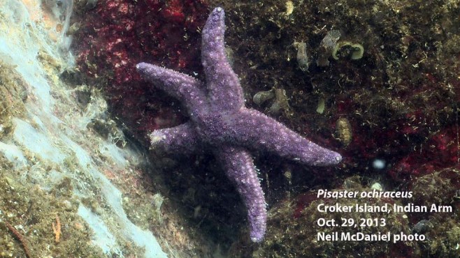 Ochre star (aka purple star) with sea star wasting syndrome. Photo and descriptor - Neil McDaniel; www.seastarsofthepacificnorthwest.info Click to enlarge.