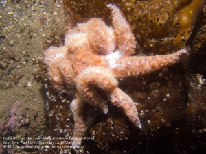 Sunflower star in distress - potentially wasting syndrome. (Click to enlarge.) Photo from a week ago. Bear Cove, Port Hardy; December 13, 2013. © 2013 Jackie Hildering