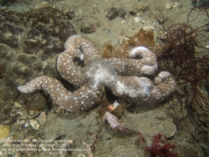 Mottled star with sea star wasting syndrome. (Click to enlarge). Bear Cove, Port Hardy; December 21, 2013. © 2013 Jackie Hildering