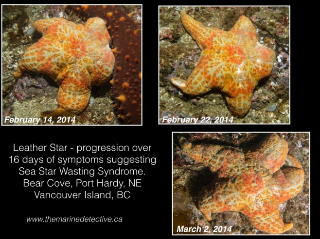 Progression of symptoms in a leather star over 16 days at Bear Cove, Port Hardy. (Click to enlarge.)© 2014 Jackie Hildering