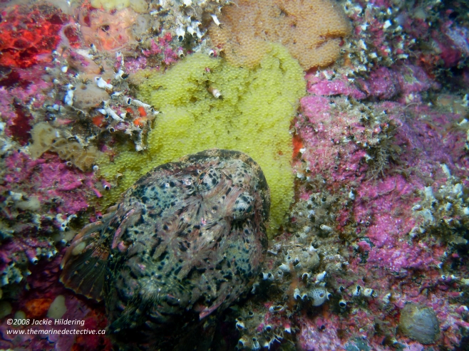 Male Buffalo Sculpin guarding two egg masses - each from different females. © 2013 Jackie Hildering 