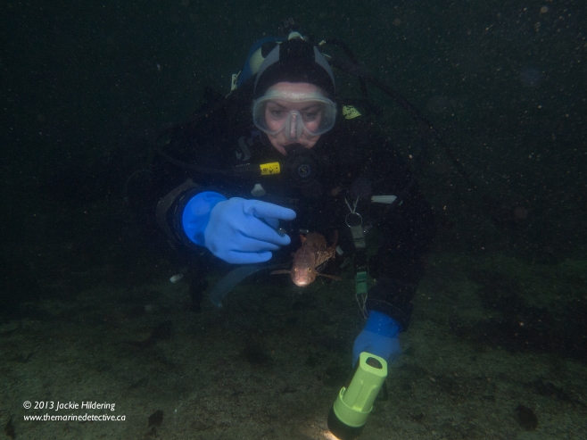 Dive buddy Jacqui Engel pointing at the male White-Spotted Greenling before we clued in and got out of his territory with eggs. Image shows small the fish is compared to us and how big his drive to protect the egg masses that he would come after us. © 2013 Jackie Hildering 