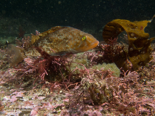 Male White-Spotted Greenling intensely guarding eggs. © 2013 Jackie Hildering 