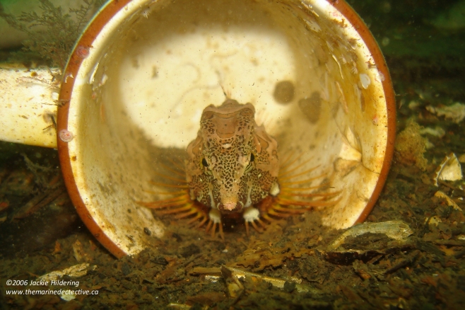 Grunt Sculpin. Most often found in empty barnacle tests (not cups!) © 2013 Jackie Hildering 