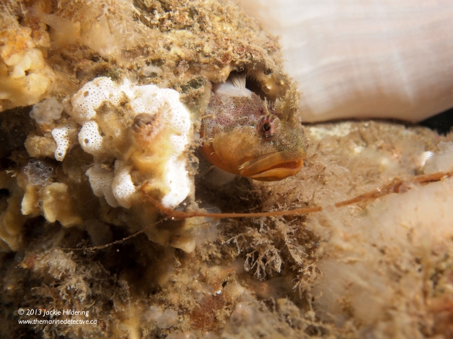 Male Scalyhead Sculpin in a giant barnacle test. © 2013 Jackie Hildering 