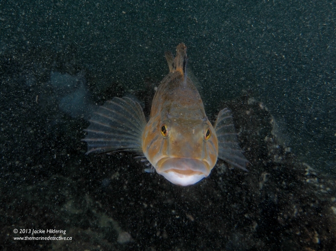 Male White-Spotted Greenling shortly after he nipped my big head in his intensity to guard his egg masses. © 2013 Jackie Hildering 