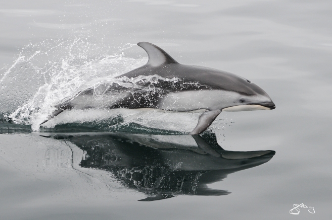 Pacific White-Sided Dolphin mirrored in the Ocean’s surface. ©Jackie Hildering; themarinedetective.ca. 