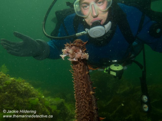 Giant Red Sea Cucumber with buddy Tavish Campbell. ©Jackie Hildering
