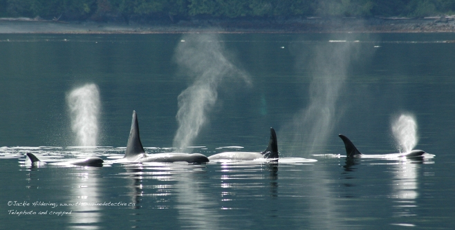 Resting line of the A12 matriline of "Northern Resident" orca (inshore fish-eating population). ©Jackie Hildering