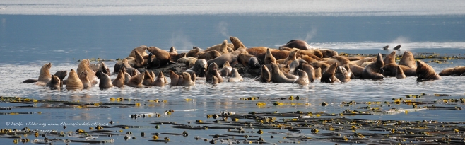 Steller Sea Lions socializing at the haul-out. ©Jackie Hildering. 
