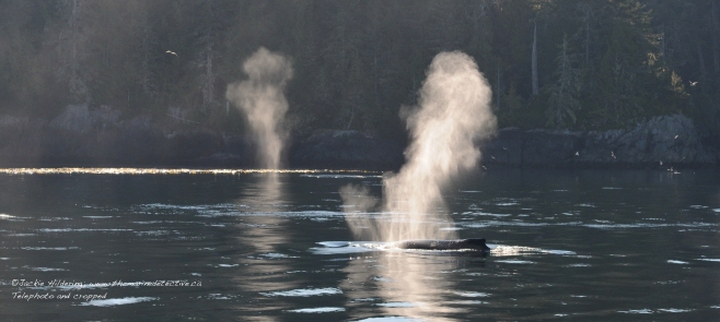 Humpback Whales resting at the surface. ©Jackie Hildering