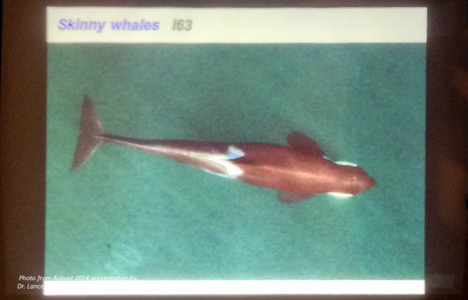Image taken from the hexacopter revealing I63's very poor condition. She disappeared from her matriline about a week after this photo was taken (I15 matriline of Northern "Resident" killer whales). She was 24 years old. Photo taken during the presentation by Dr. Lance Barrett Leonard, Dr. John Durban and Dr. Holly Fearnbach at Telegraph Cove's Whale Interpretive Centre on August 25th, 2014. Photo: Jackie HIldering