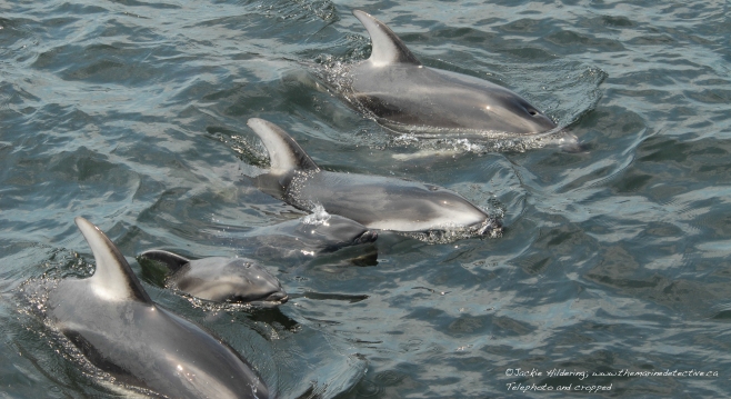 Pacific White-Sided Dolphins with new born calves. ©Jackie Hildering 