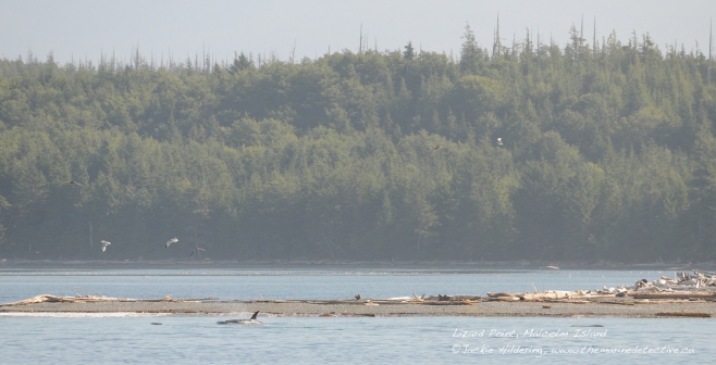 Northern Residents using a rubbing beach on Malcolm Island off NE Vancouver Island. For more information on these beaches see Friends of the Wild Side. 