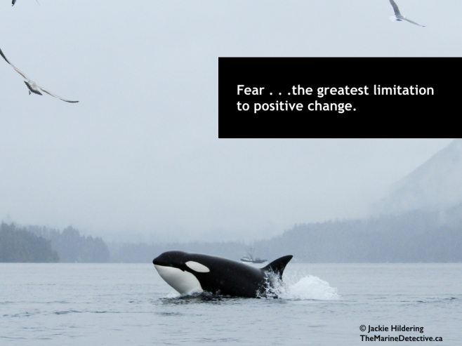 Fear . . . such a limiting factor to positive change. A lesson learned from Killer Whales - how wrong we can be but how quickly we can change when fear and misunderstanding are replaced by knowledge and connection. Yes, fear sometimes saves lives but too often: Fear masks truth. Fear chokes potential. Fear makes us automatons, marching on, ignoring the reality around us. Fear walks hand-in-hand with disempowerment, the same neurons firing, limiting the way we look at the world and ourselves. And above all, FEAR LOATHES CHANGE. Thereby, fear is such a powerful tool to be used by those who benefit from things remaining the same. #OceanVoice - thoughts about hope, our connection to the environment, and positive action for the sake of greater health and happiness. ©2015 Jackie Hildering; #OceanVoice; www.TheMarineDetective.ca 