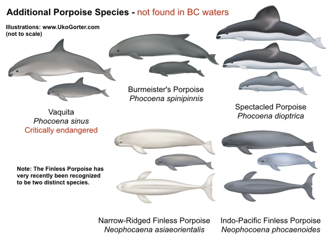 Dolphin and Porpoise species not in BC waters