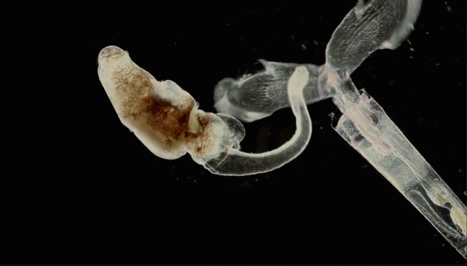Screen grab from the "Plankton Chronicles" showing a Sea Angel feeding! See amazing 1.5 min clip here http://planktonchronicles.org/en/episode/pteropods-swimming-mollusks/. 