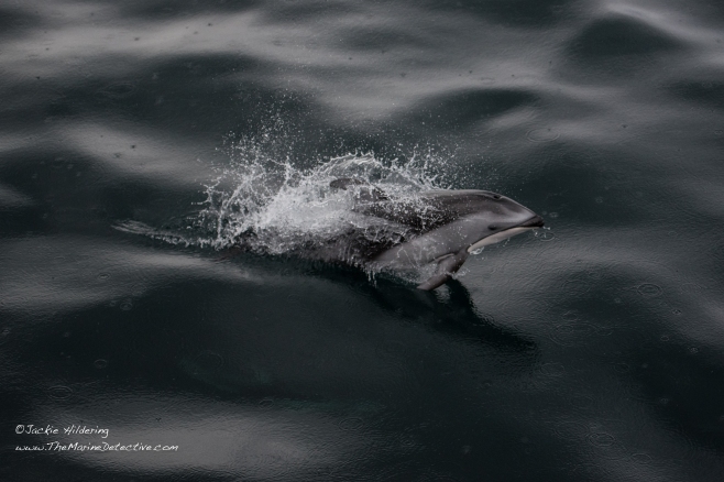 Pacific White-Sided Dolphin in the rain. ©2016 Jackie Hildering. 