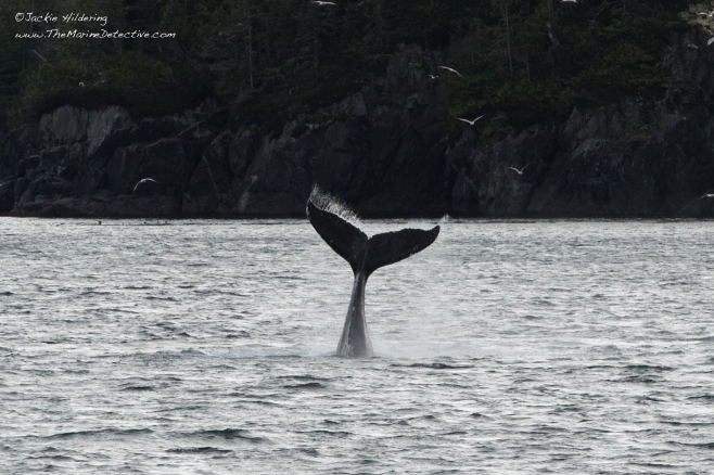 Freckles the Humpback (BCY0727) tail-lobbing. ©2016 Jackie Hildering. 