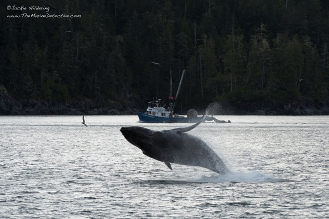 Freckles the Humpback Whale (BCY0727) breaching. ©2016 Jackie Hildering. 