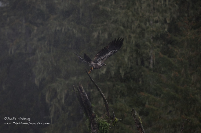 Wet juvenile Bald Eagle takes flight. ©2016 Jackie Hildering. 
