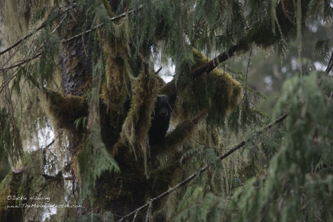 Black Bear cub with lichen draped over his/her right ear 