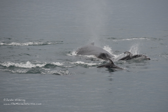 Humpback Whale being mobbed by Pacific White-Sided Dolphins. S/he was repeatedly trumpeting, presumably in exasperation. ©2016 Jackie Hildering. 