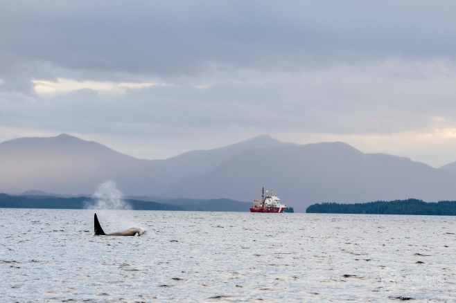 Mammal-hunting Orca T057A traveling through the area of the spill. Photo: ©April Bencze. 