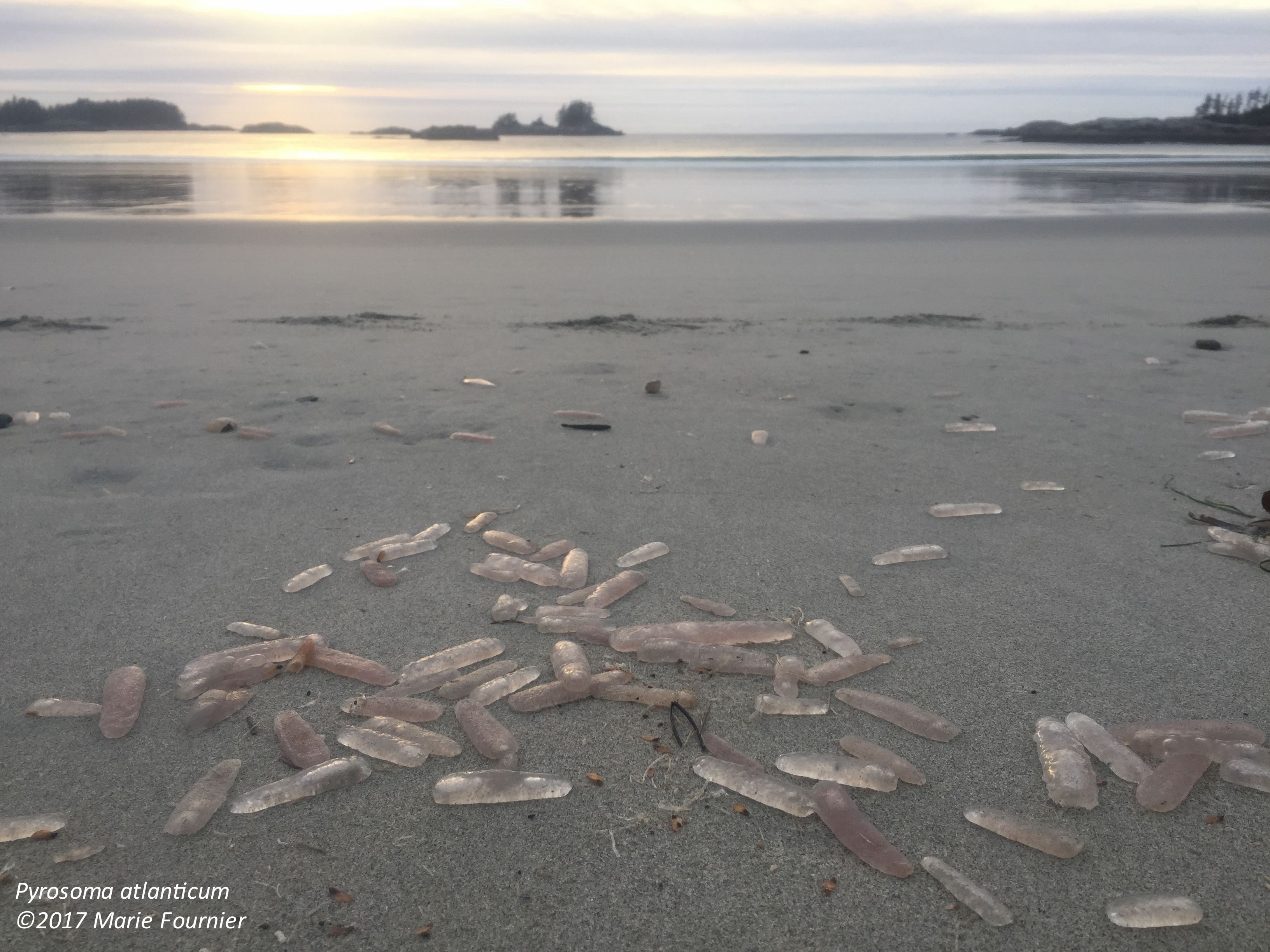A beach full of Pyrosomes ©Marie Fournier. 
