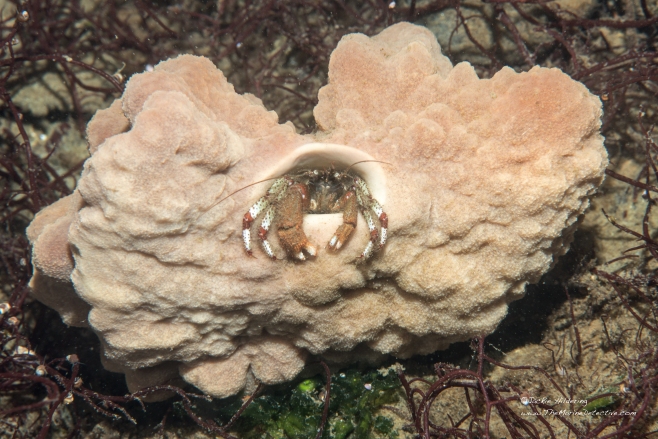 Hermit Crabs with Sponge Homes